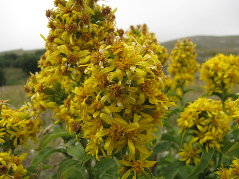 Image of Solidago virgaurea ssp. jailarum specimen.