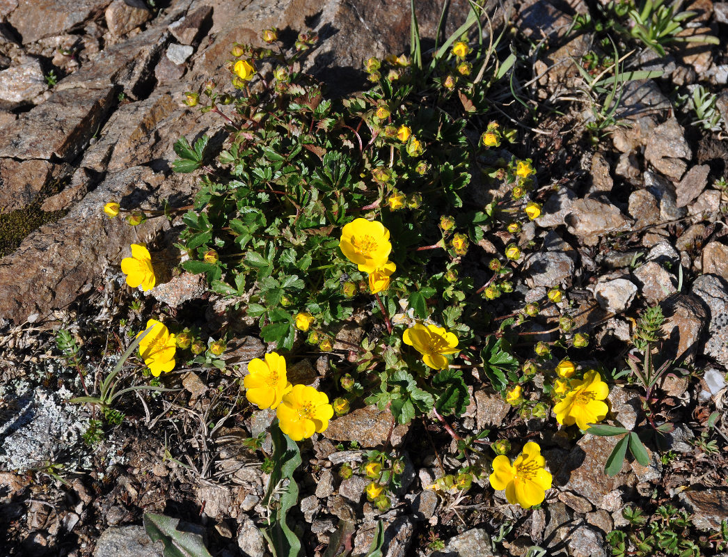 Изображение особи Potentilla gelida.