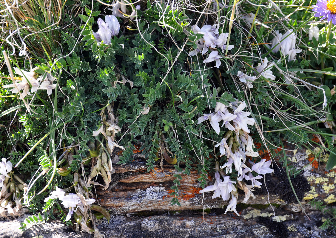 Изображение особи Astragalus frickii.