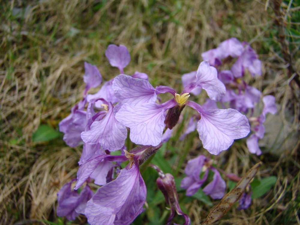 Image of Parrya lancifolia specimen.