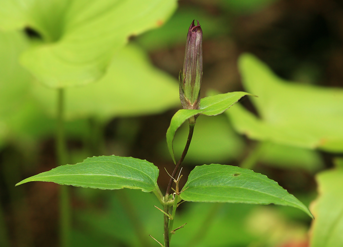 Image of Crawfurdia japonica specimen.