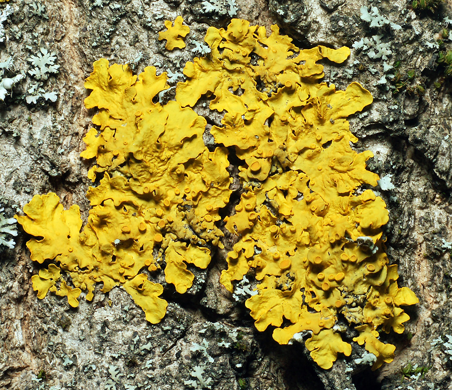 Image of Xanthoria parietina specimen.
