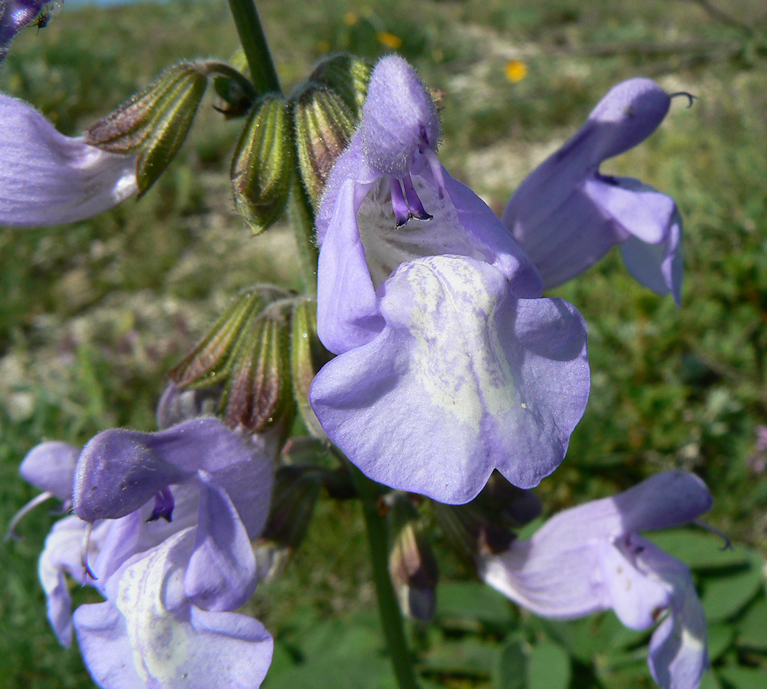 Изображение особи Salvia ringens.