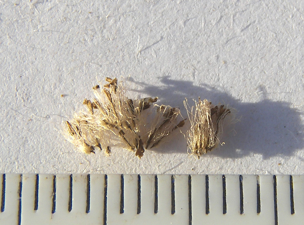 Image of Baccharis halimifolia specimen.