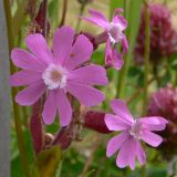 Melandrium dioicum. Цветки. Норвегия, Боргюнд, у забора, на краю луга. 01.07.2008.