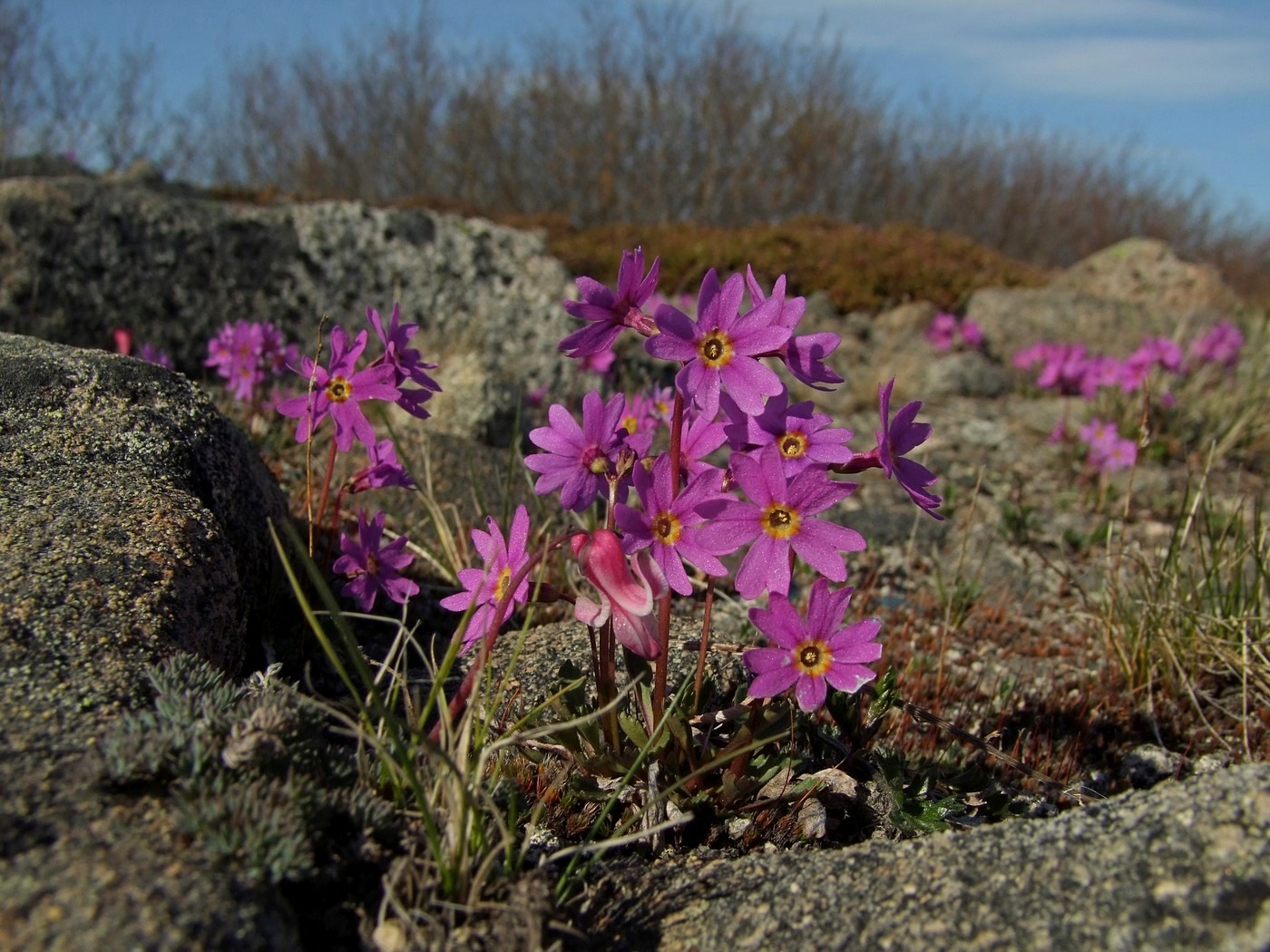 Image of Primula cuneifolia specimen.