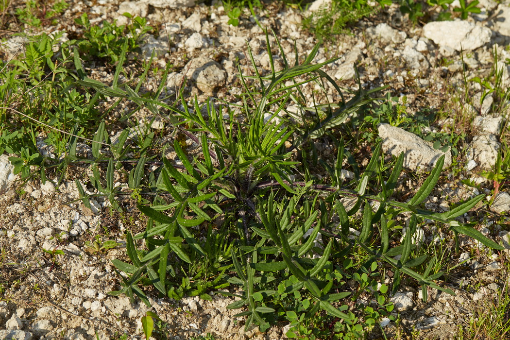 Изображение особи род Cirsium.