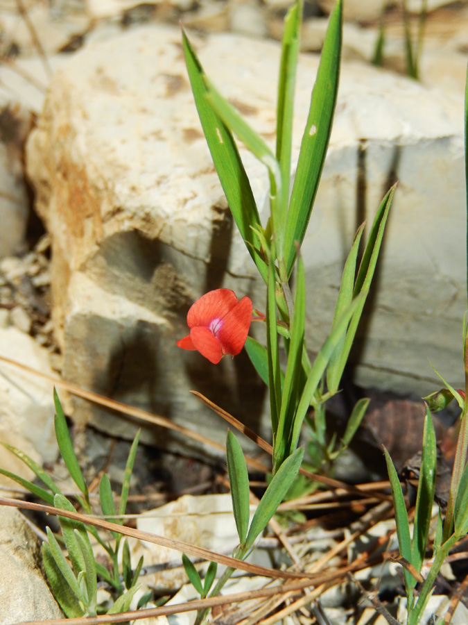 Изображение особи Lathyrus cicera.