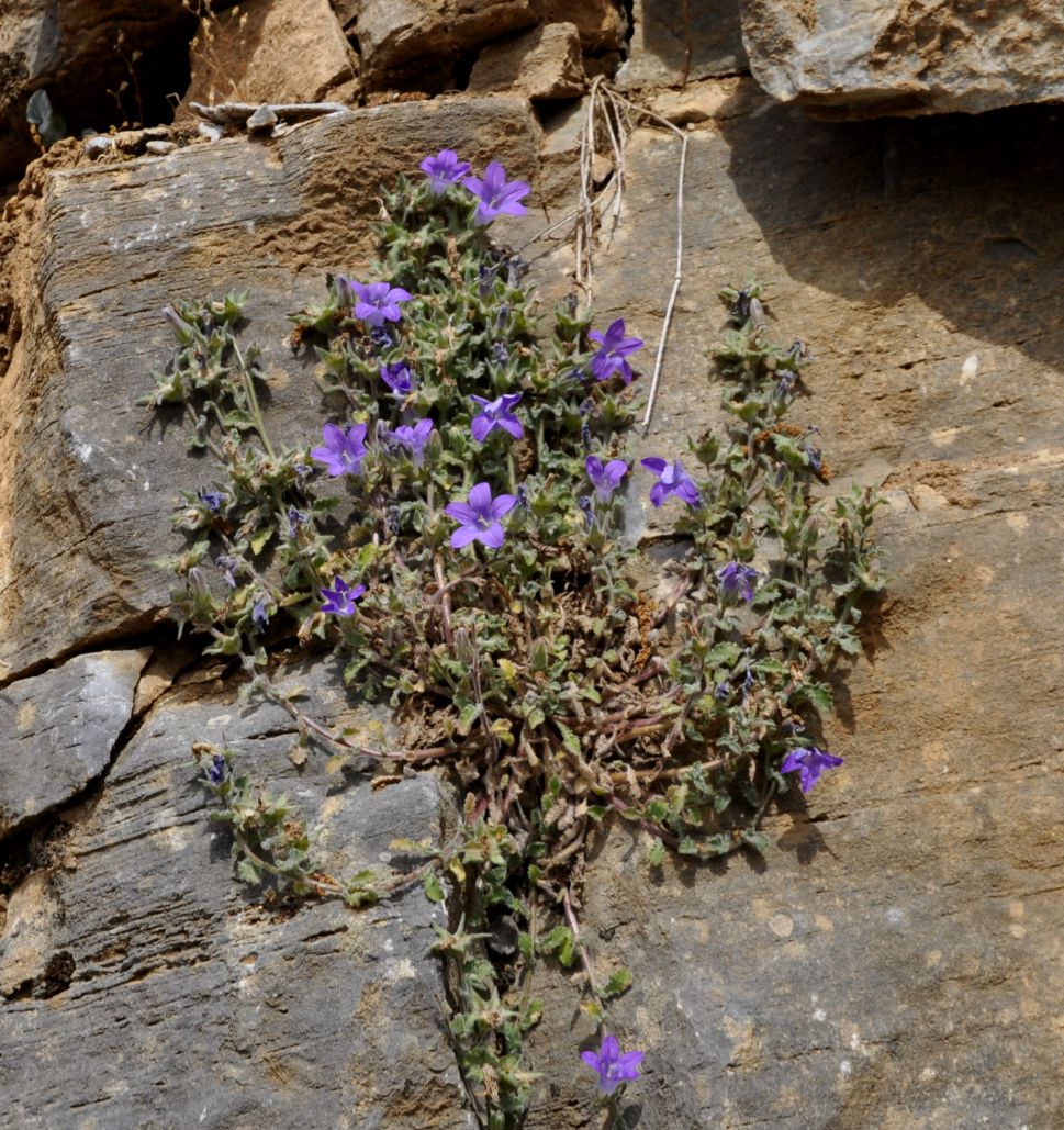 Image of Campanula rupestris specimen.