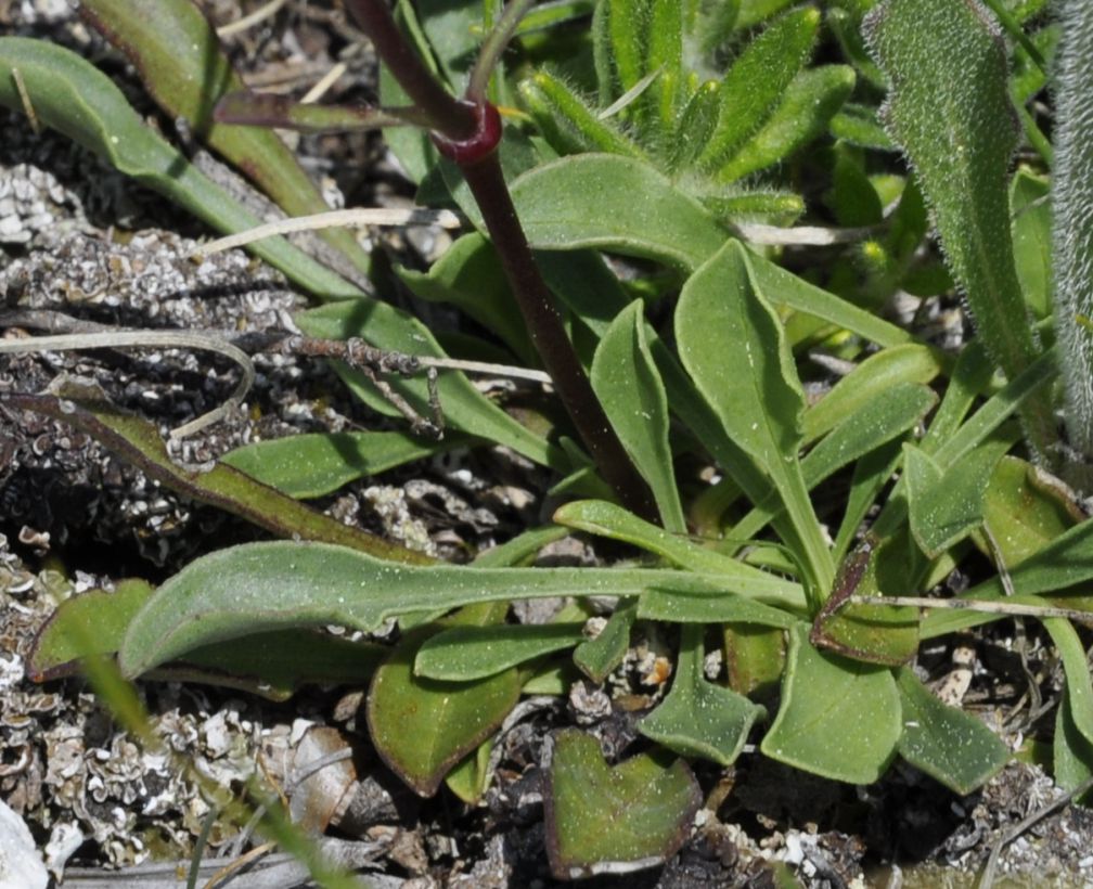 Изображение особи Saponaria bellidifolia.