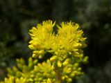 Sedum reflexum