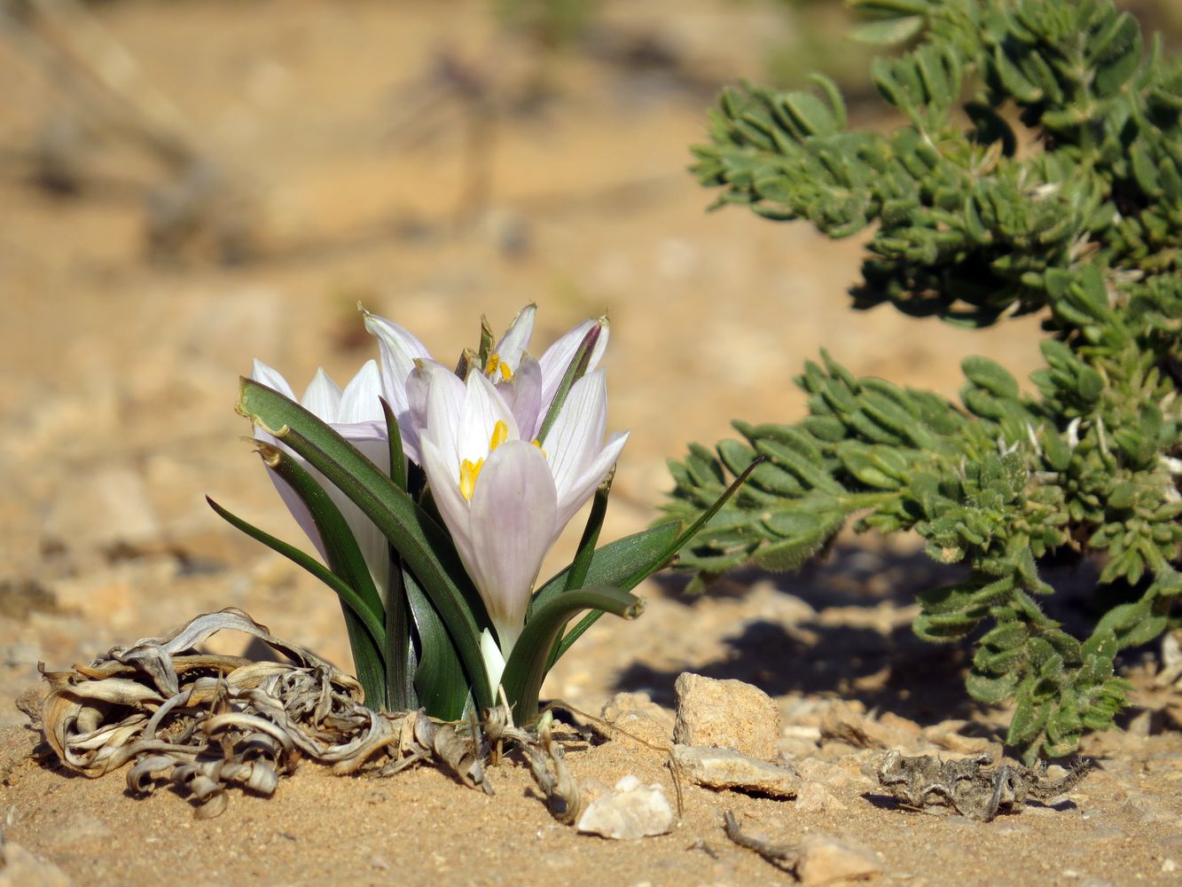 Image of Colchicum ritchiei specimen.