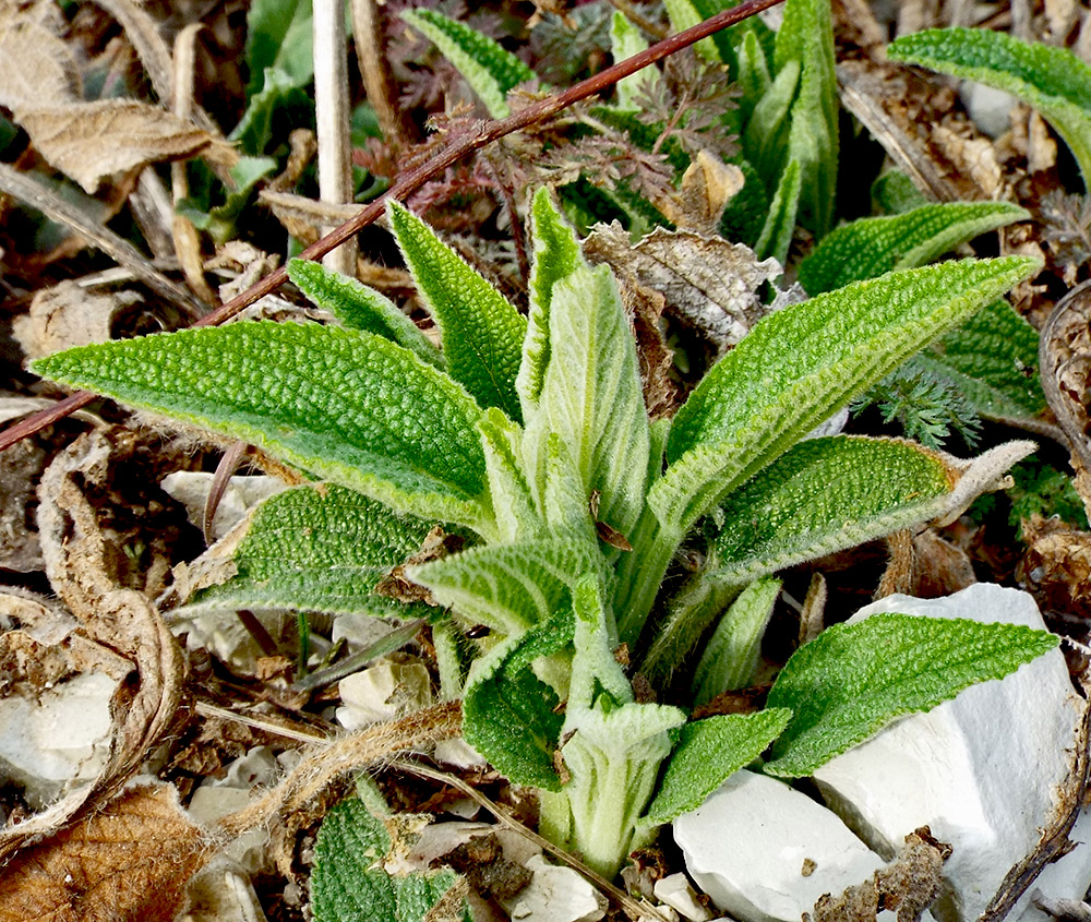 Image of Phlomis taurica specimen.