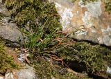 Asplenium septentrionale