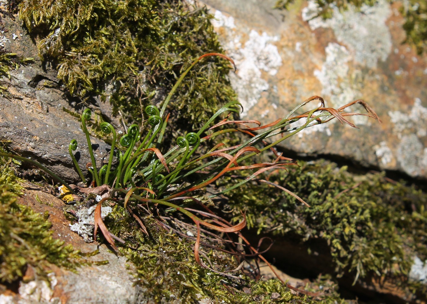 Image of Asplenium septentrionale specimen.