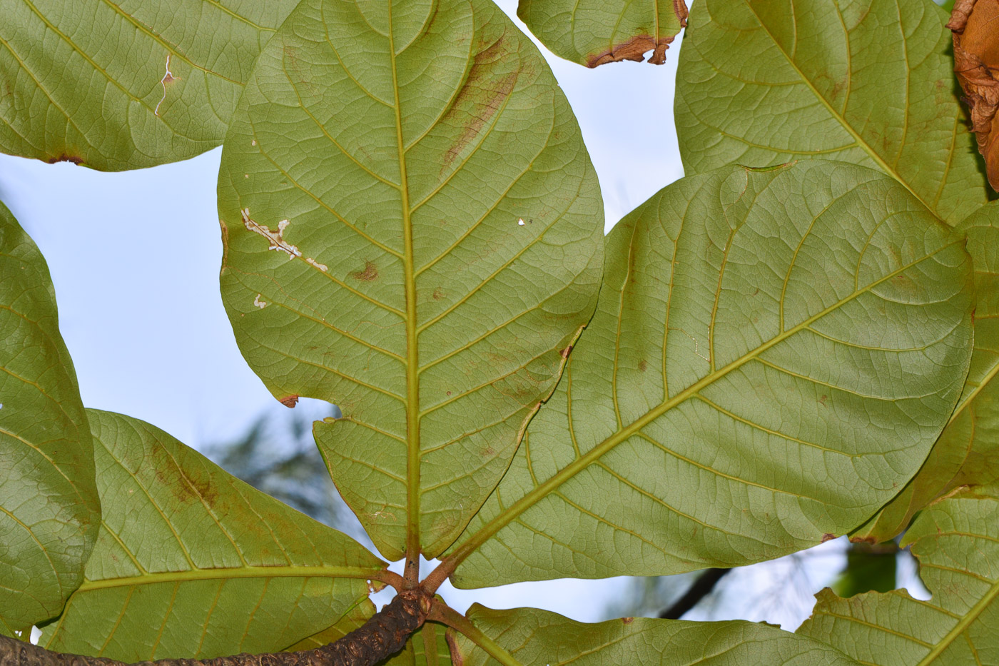 Изображение особи Terminalia catappa.