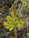 Botrychium alaskense