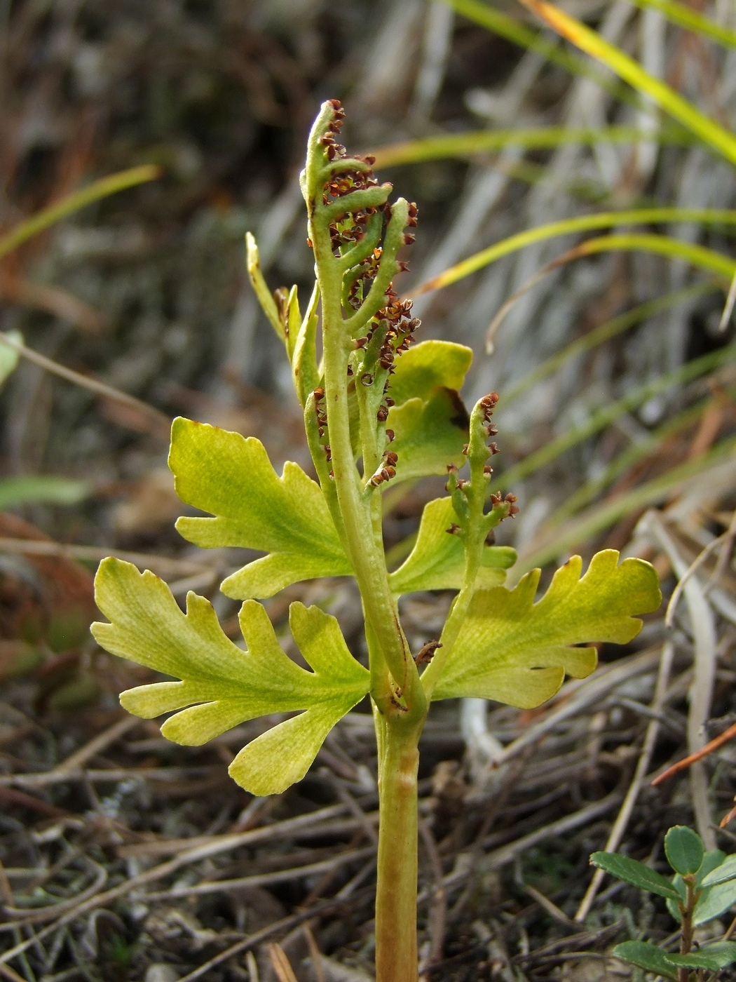 Изображение особи Botrychium alaskense.