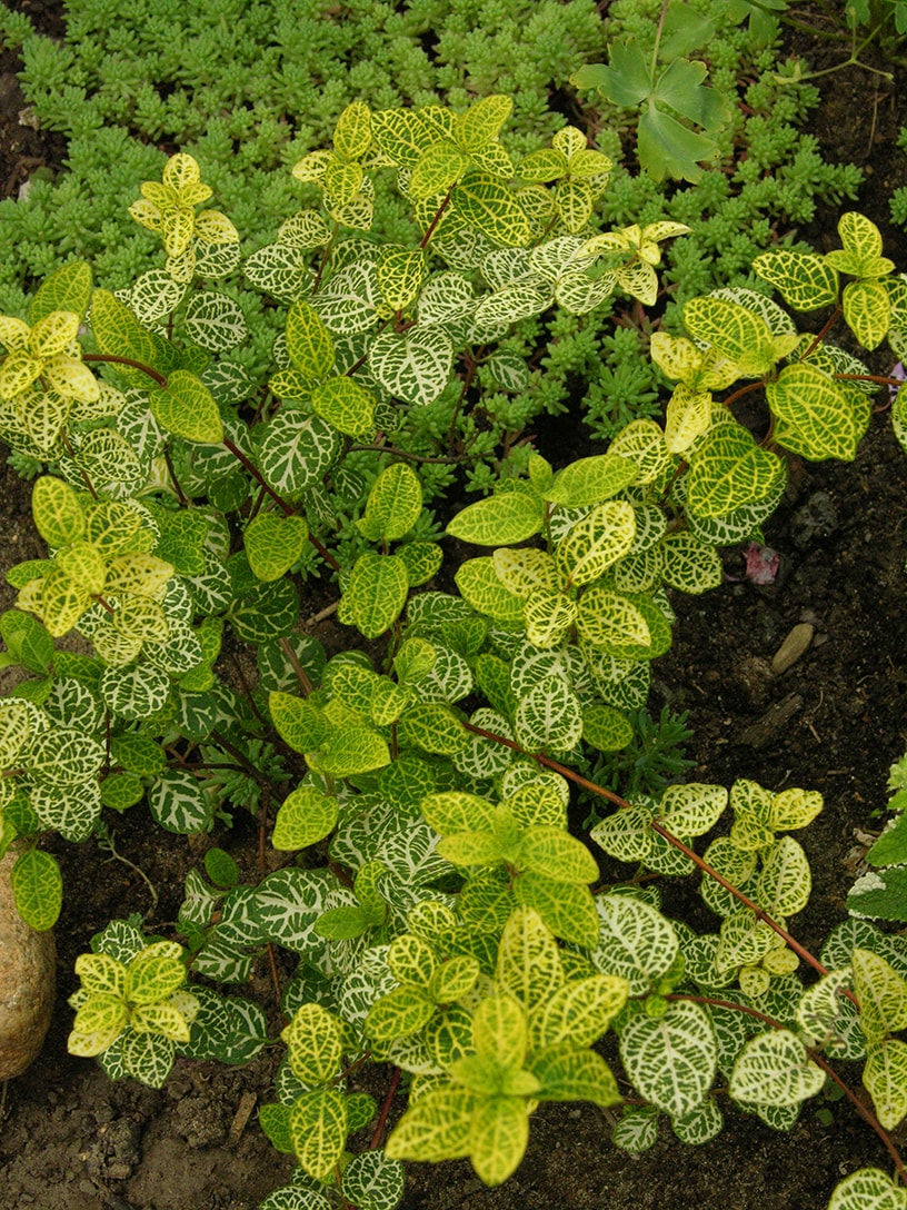 Image of Lonicera japonica specimen.