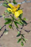 Larrea tridentata