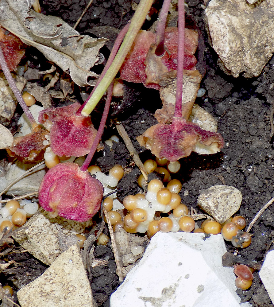 Image of Scilla bifolia specimen.
