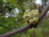 Sambucus racemosa. Часть ветки с раскрывшимся соцветием. Марий Эл, г. Йошкар-Ола, Центральный парк. 17.05.2017.