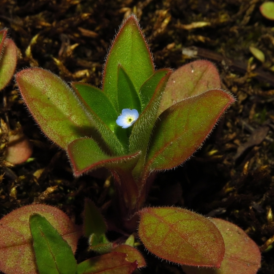 Image of Myosotis sparsiflora specimen.