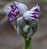 Orchis simia. Распускающееся соцветие. Греция, Халкидики. 12.04.2010.