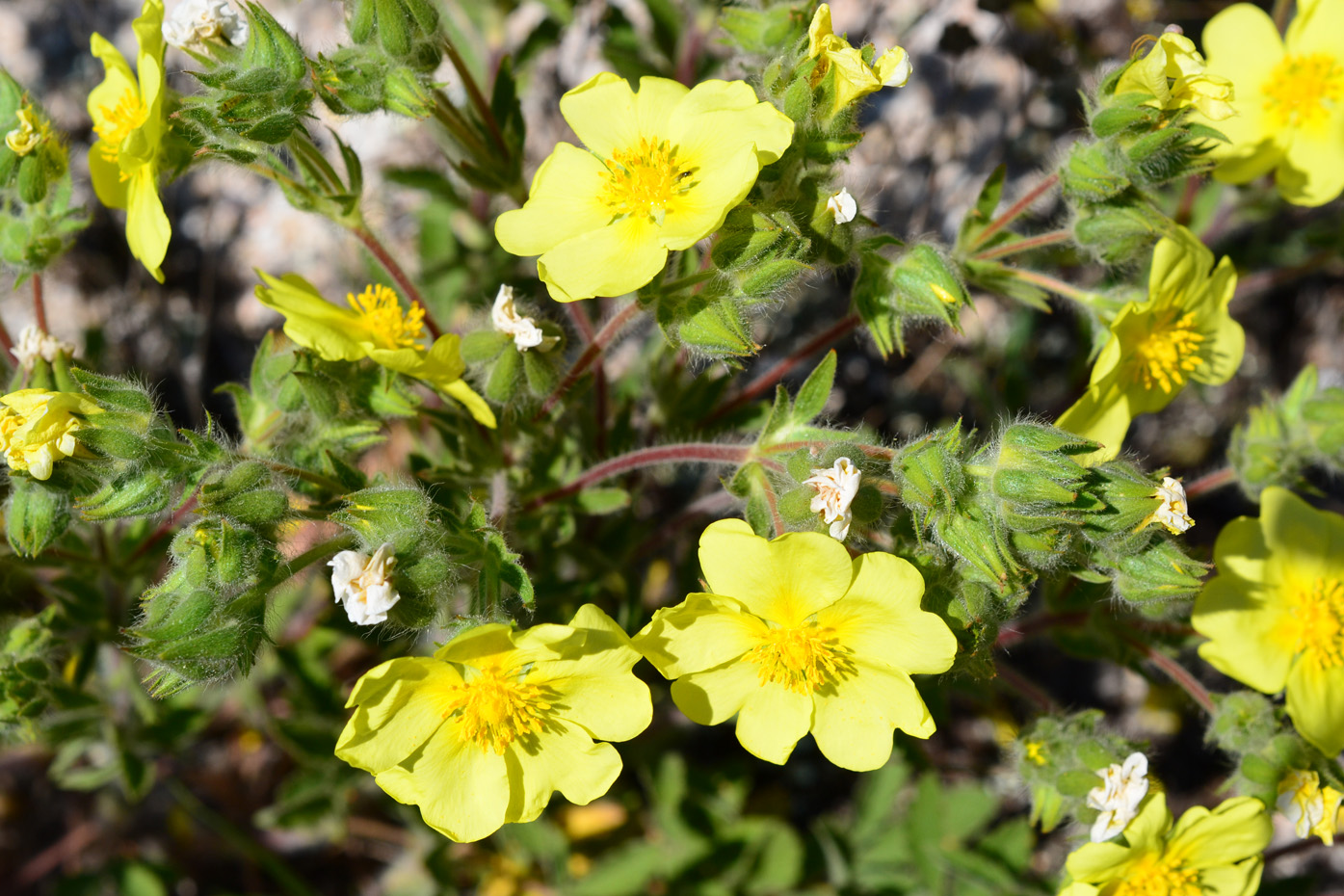 Изображение особи род Potentilla.