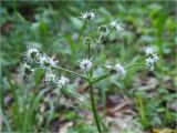 Sanicula europaea