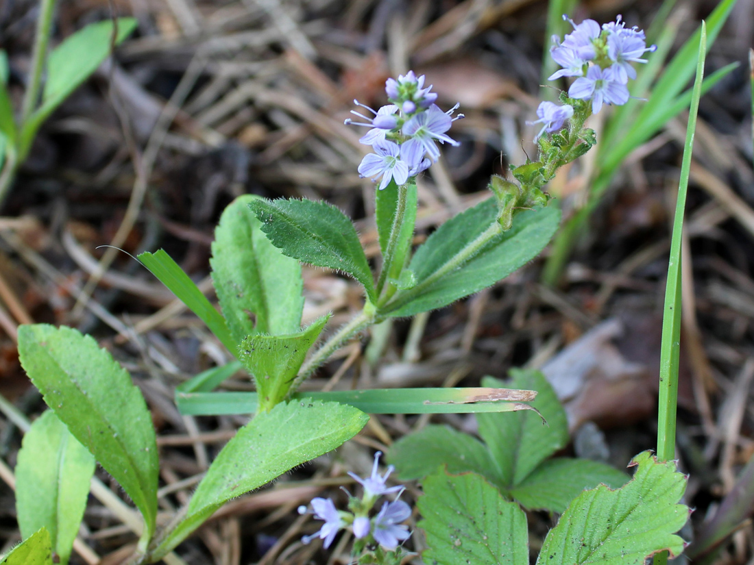 Image of Veronica officinalis specimen.