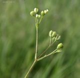 Galium octonarium. Верхушка побега с завязями. Краснодарский край, станица Шкуринская, склон балки Сухая. 22.06.2017.