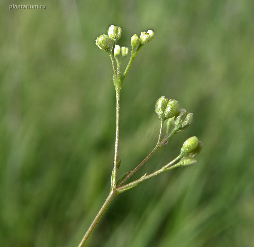 Image of Galium octonarium specimen.