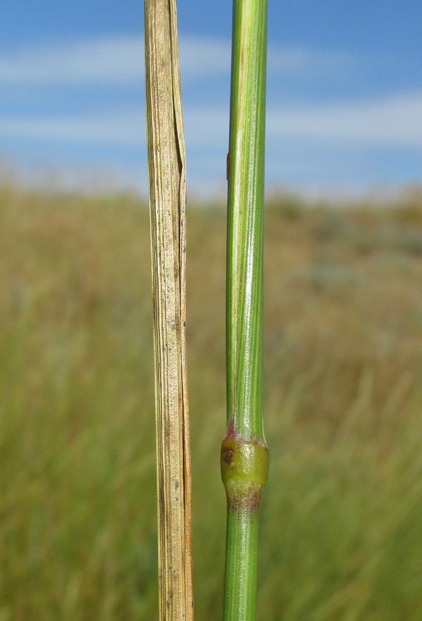 Изображение особи Elytrigia repens.