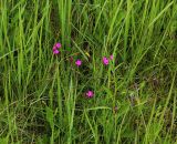 Dianthus deltoides. Цветущие растения среди других растений. Московская обл., Одинцовский р-н, г. Кубинка, полигон НИИБТ, поляна в лесу. 02.07.2017.