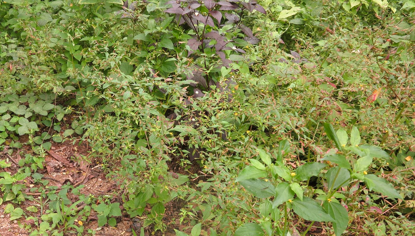 Image of Ludwigia hyssopifolia specimen.
