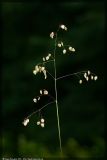 Image of taxon representative. Author is Вадим Прохоров