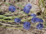 Jasione montana