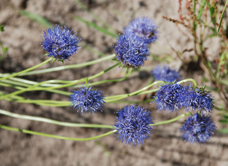 Image of Jasione montana specimen.