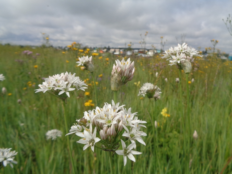 Image of Allium ramosum specimen.