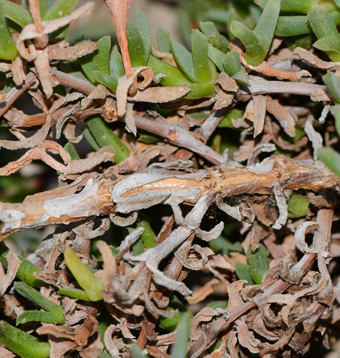 Image of Ruschia lineolata specimen.