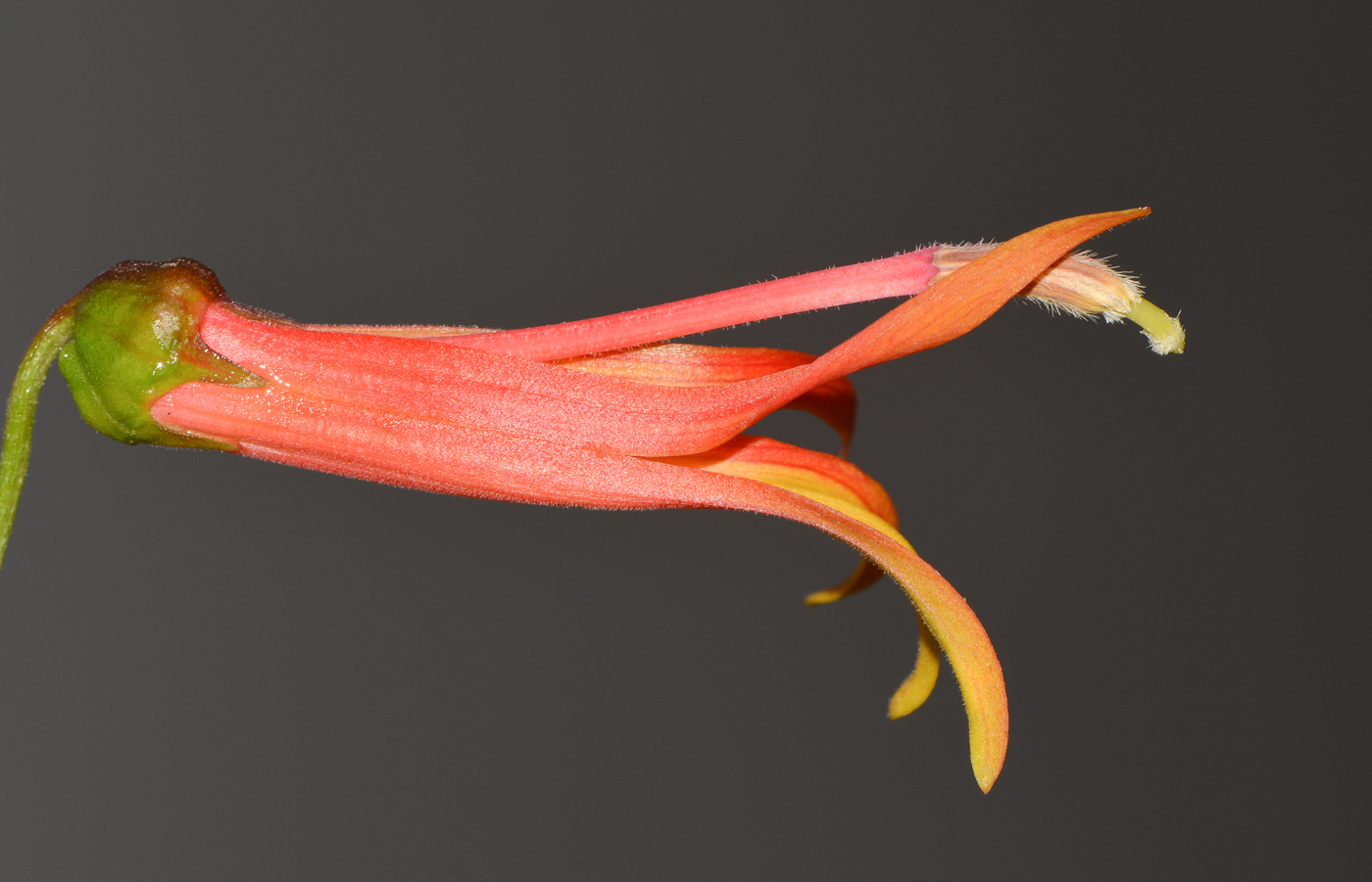 Image of Lobelia laxiflora specimen.