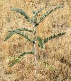 Astragalus alopecias