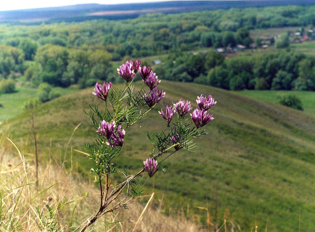 Изображение особи Astragalus oropolitanus.