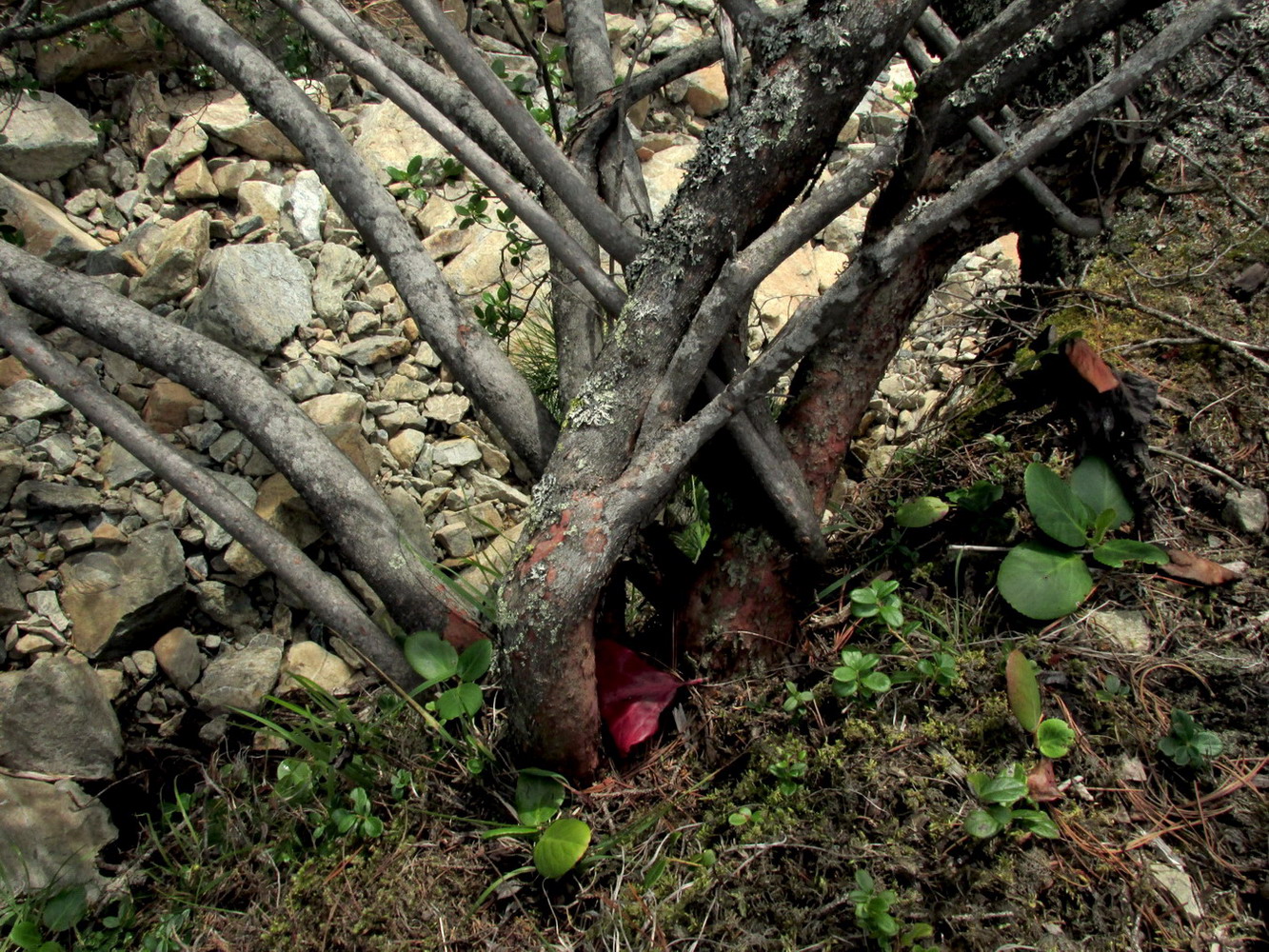 Image of Rhododendron sajanense specimen.