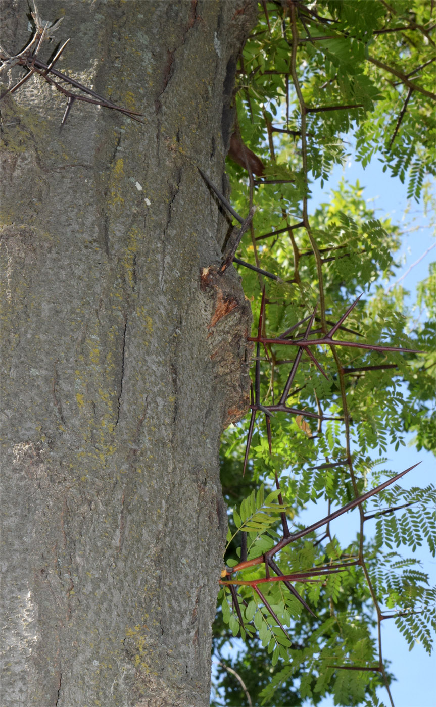 Изображение особи род Gleditsia.