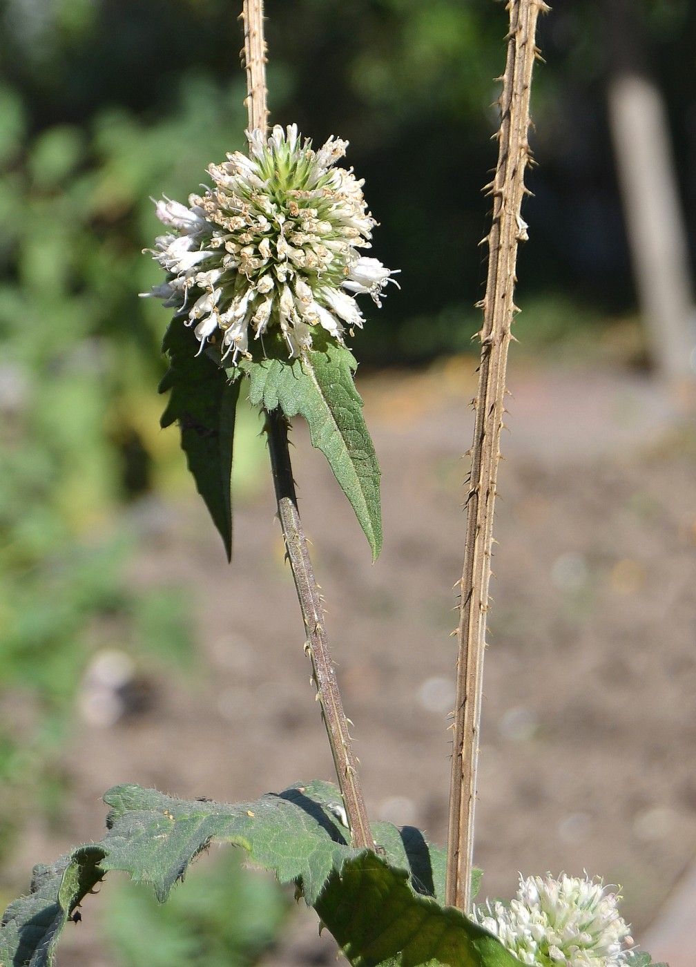 Изображение особи Dipsacus laciniatus.