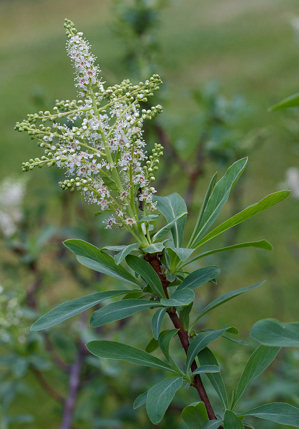 Изображение особи Sibiraea altaiensis.