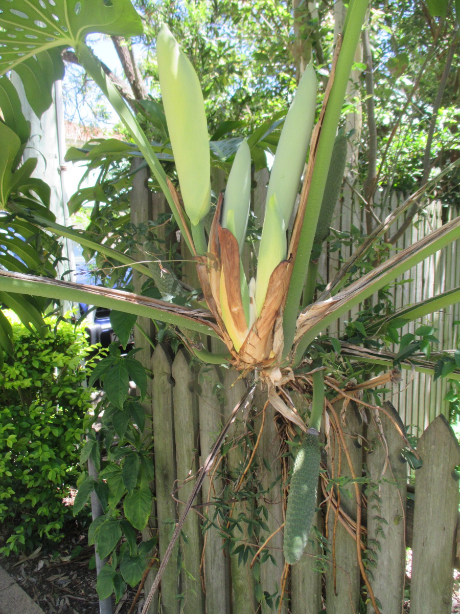 Image of Monstera deliciosa specimen.