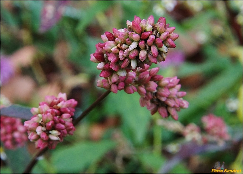 Image of Persicaria maculosa specimen.